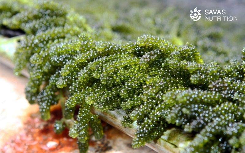 Tác dụng của tảo xoắn đối với sức khỏe